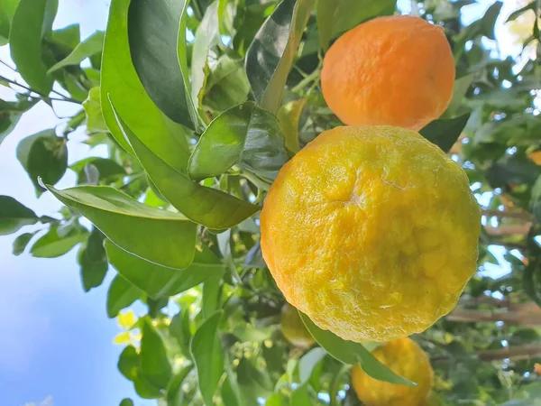 Kıbrıs adasında turunç meyveleri