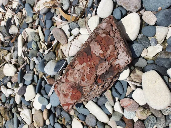 Sahilde bir çam ağacı parçası.