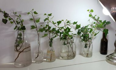 Sarmaşık bitkileriyle ev dekorasyonu