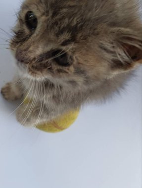 Küçük kedi yavrusu sarı bir topla oynuyor.