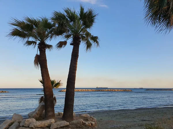 Kıbrıs Adasındaki Oroklini Köyünde Palmiye Ağaçları — Stok fotoğraf