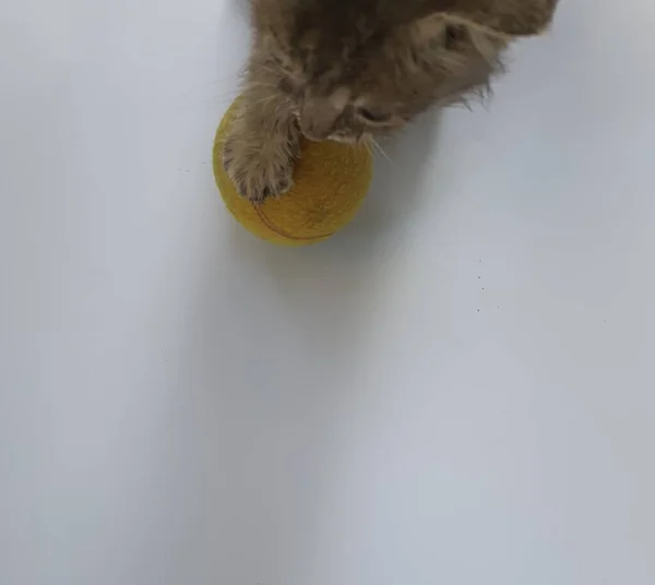 Das Kleine Kätzchen Spielt Mit Einem Gelben Ball — Stockfoto