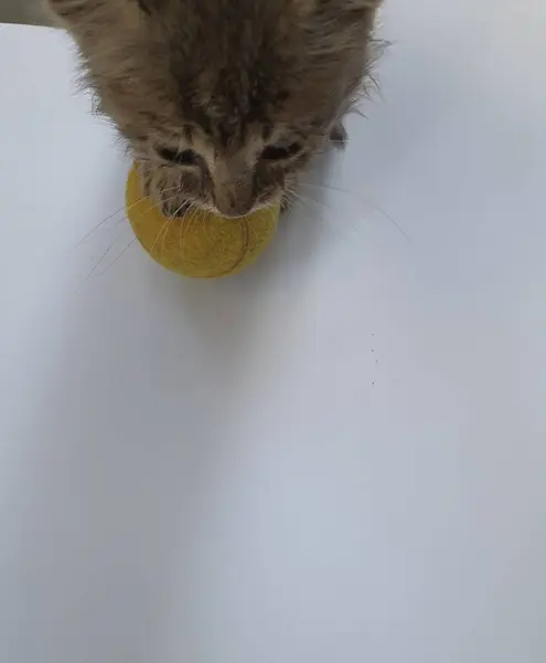 Μικρό Γατάκι Παίζει Μια Κίτρινη Μπάλα — Φωτογραφία Αρχείου