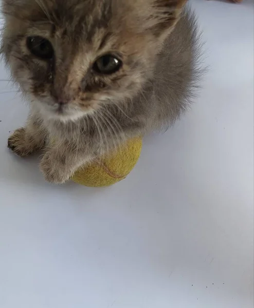 Piccolo Gattino Che Gioca Con Una Palla Gialla — Foto Stock