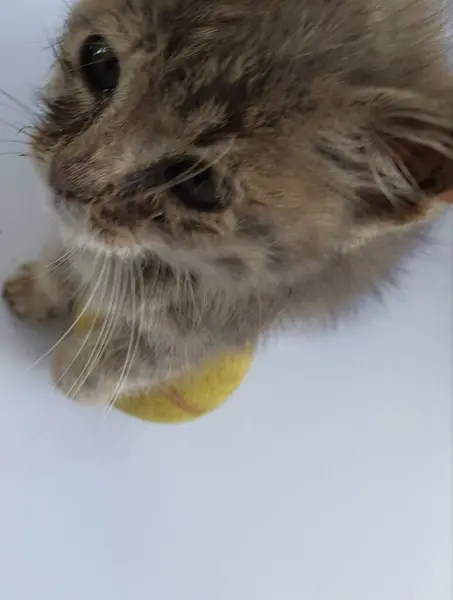 Küçük kedi yavrusu sarı bir topla oynuyor.