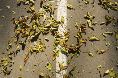 Asfalt yol hattı ile