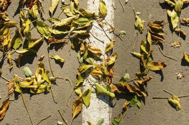 Asfalt yol hattı ile