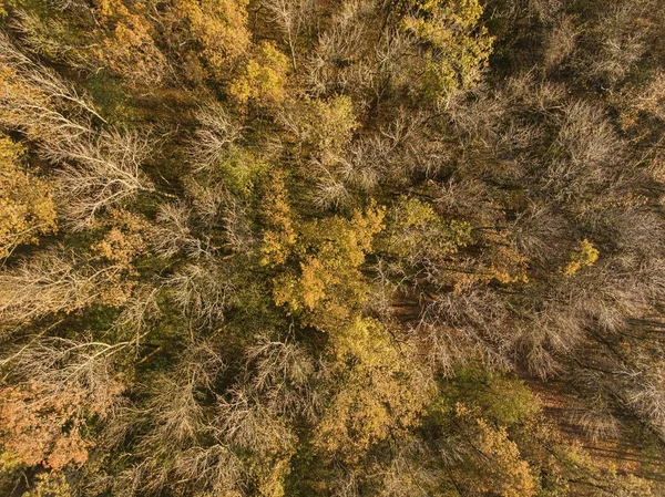 Aerial view of autumn forest. — Stock Photo, Image