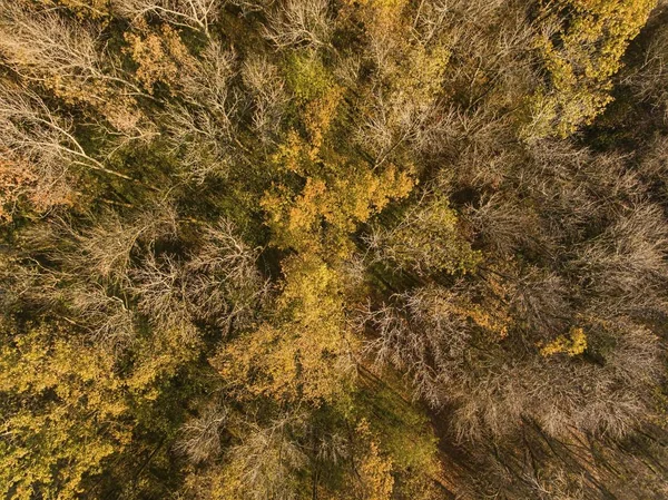 Aerial view of autumn forest. — Stock Photo, Image