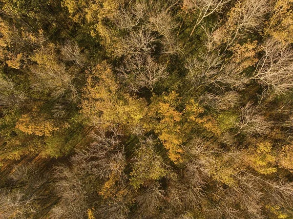 Aerial view of autumn forest. — Stock Photo, Image