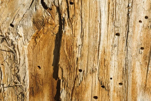Textura de madeira bonita. — Fotografia de Stock
