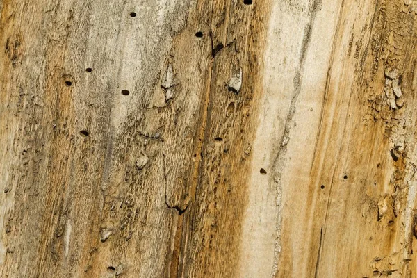 Textura de madeira bonita. — Fotografia de Stock