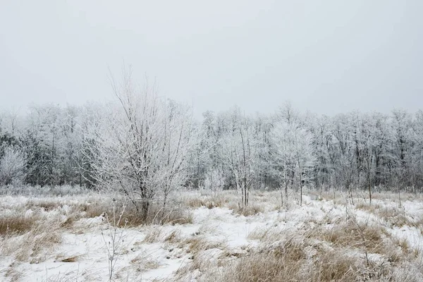 Śnieżna Zima w lesie. Pokryte śniegiem drzewa. — Zdjęcie stockowe