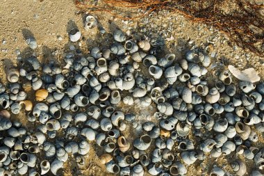 Kış zamanında Riverside'da kabukları.