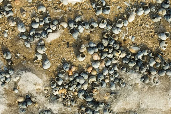 Shells on the riverside in winter time. — Stock Photo, Image