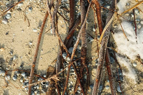 Les racines sur le sable sur la plage en hiver . — Photo