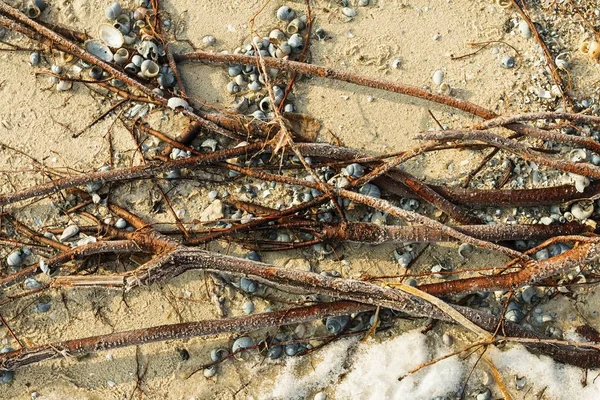 Las raíces en la arena en la playa en invierno . —  Fotos de Stock