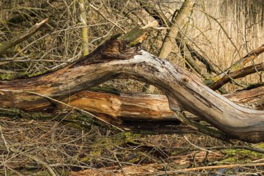 Kırık ağaç ve kuru kış orman dallarında.