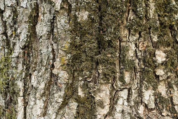 Bakgrund textur av träd bark. — Stockfoto