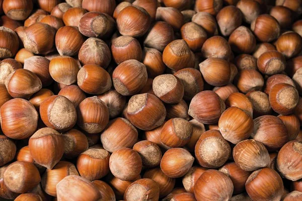 A pile of shelled hazelnuts. — Stock Photo, Image