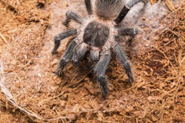 Özel terrarium içinde tehlikeli tarantula örümceği.