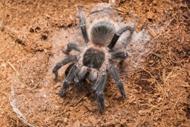 Özel terrarium içinde tehlikeli tarantula örümceği.