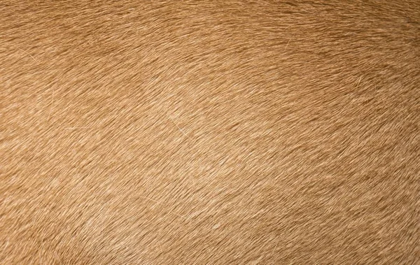 Texture ou fond brun de fourrure de chien . — Photo