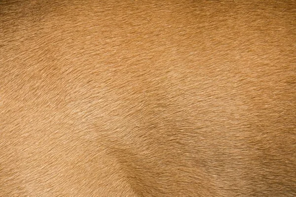 Brown cão pele textura ou fundo . — Fotografia de Stock