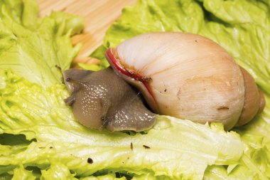 Marul yaprağı yiyen güzel salyangozlar.