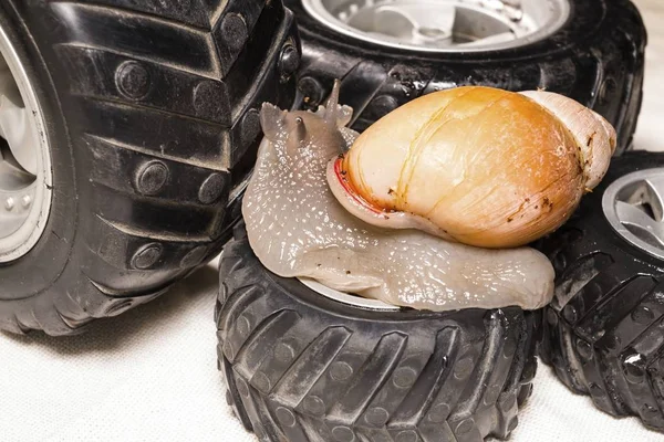 Hermoso caracol sobre rueda negra . — Foto de Stock