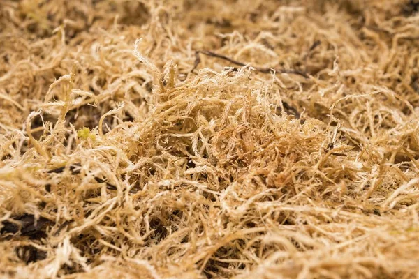 Schönes getrocknetes sphagnum-Moos. — Stockfoto