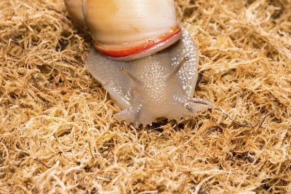 Vackra snigel på torkade sphagnum mossa. — Stockfoto