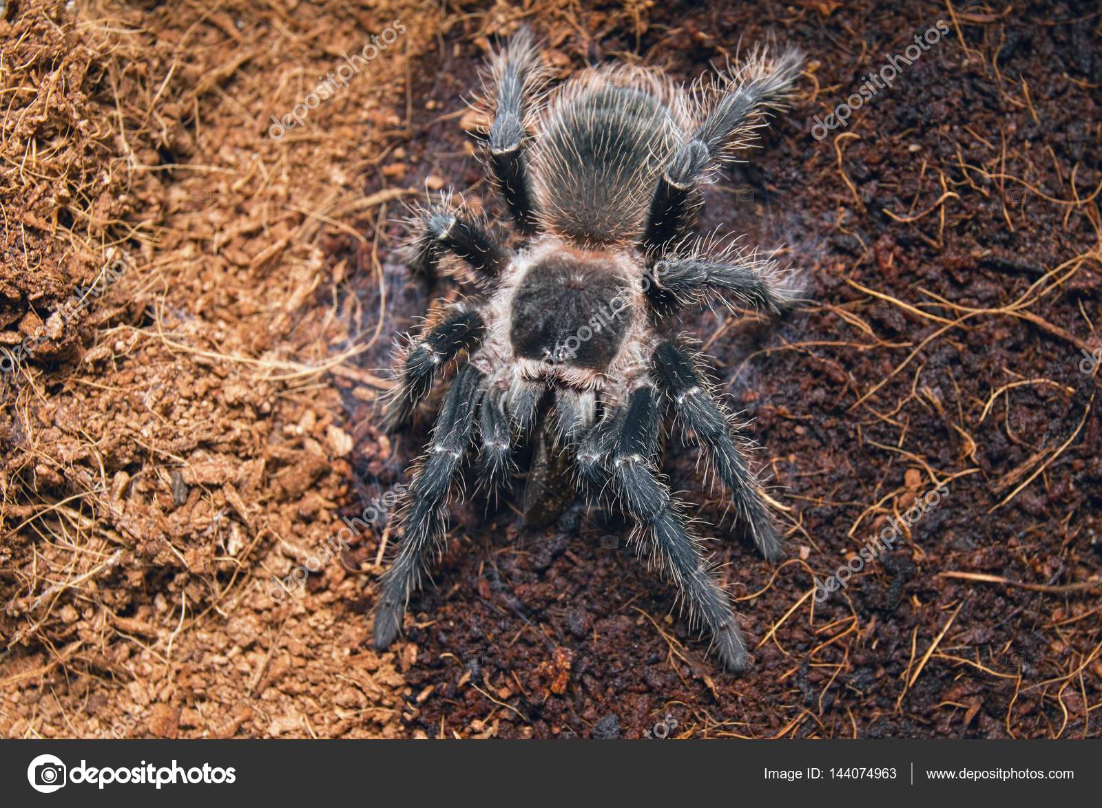Spider tarantula: description. What is dangerous tarantula bite 94 Spider tarantula: description. What is dangerous tarantula bite 31