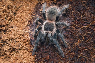 Özel terrarium içinde tehlikeli tarantula örümceği.