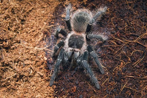 Gevaarlijke tarantula spin in een speciale terrarium. — Stockfoto