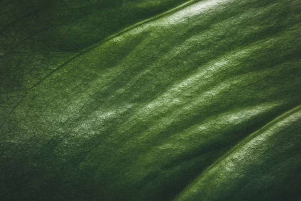 Close up of green leaf texture for background. — Stock Photo, Image