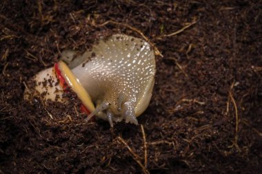 Terrarium ıslak Hindistan cevizi Hindistan cevizi ile güzel salyangoz.