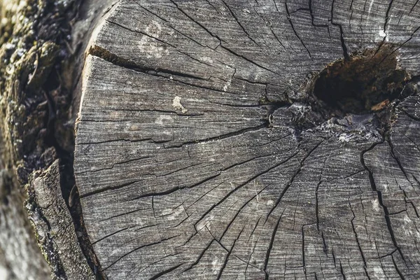 Gamla träd stubbe konsistens bakgrund. — Stockfoto