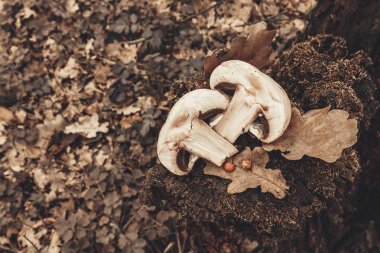 hampignon mantar orman.