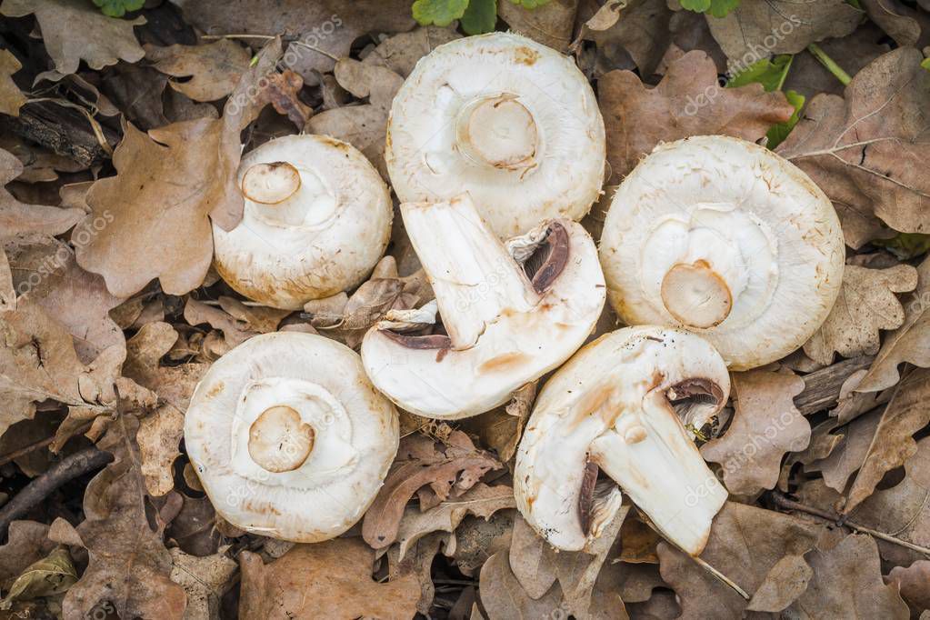Hampignon mushrooms in the forest. — Stock Photo © kolidzeitattoo
