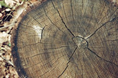 eski ağaç gövdesi dokusu arkaplanı.