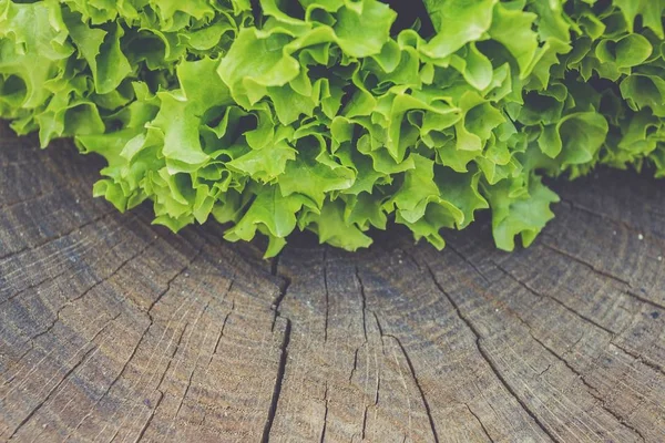 Fresh green lettuce on the textured wooded background. — Stock Photo, Image