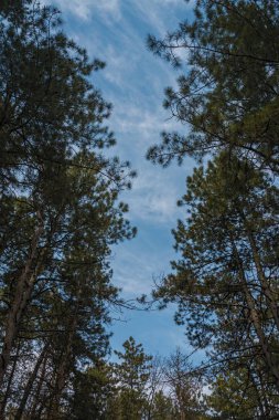Herdem yeşil çam ormanı içinde uzun boylu eski ağaçlarının alttan görünüm.