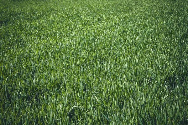 Grünes Weizenfeld durch Frühlingswind bewegt. — Stockfoto