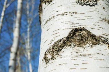 Huş ağacı orman bahar sabahları güneş ışığı.