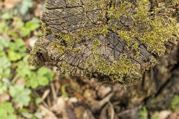 Tavaszi erdő zöld Moss régi fatönkön. — Stock Fotó