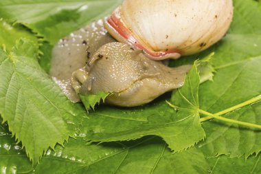Güzel salyangoz yeme yeşil yaprak.