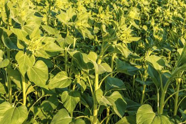 Alan genç yeşil ayçiçeği bitkilerin.