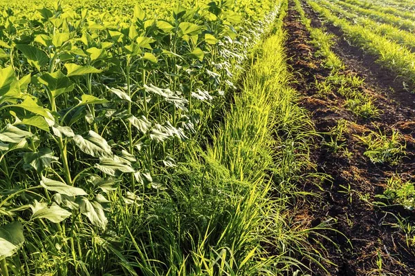 Campo de plantas jovens de girassol verde . — Fotografia de Stock