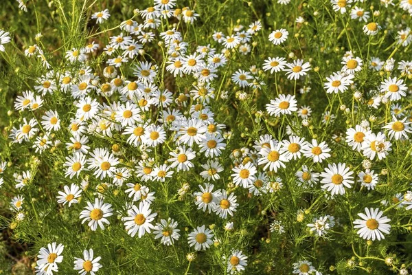 Las flores de manzanilla en el prado en verano. — Foto de Stock